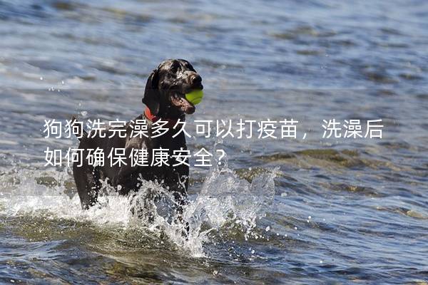 狗狗洗完澡多久可以打疫苗，洗澡后如何确保健康安全？