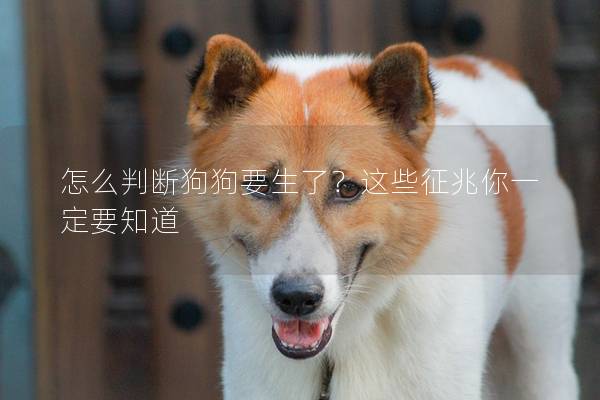 怎么判断狗狗要生了？这些征兆你一定要知道