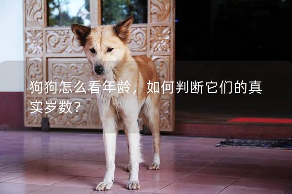 狗狗怎么看年龄，如何判断它们的真实岁数？
