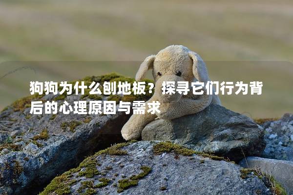 狗狗为什么刨地板？探寻它们行为背后的心理原因与需求