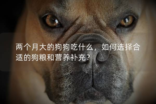 两个月大的狗狗吃什么，如何选择合适的狗粮和营养补充？