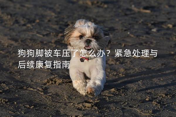 狗狗脚被车压了怎么办？紧急处理与后续康复指南