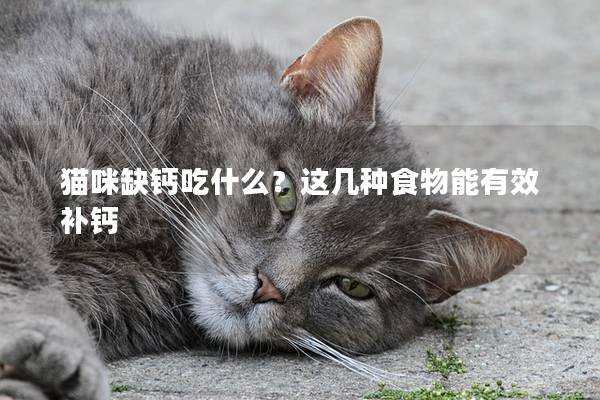 猫咪缺钙吃什么？这几种食物能有效补钙