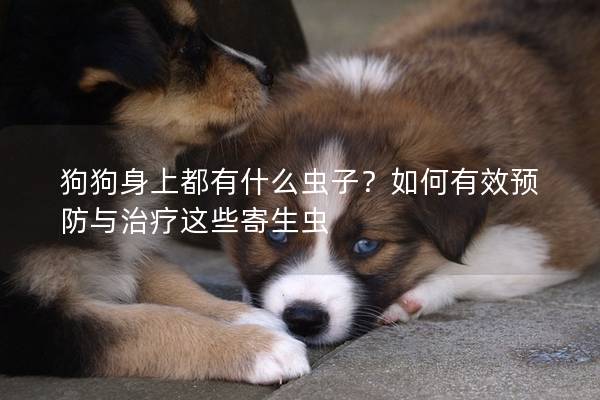 狗狗身上都有什么虫子？如何有效预防与治疗这些寄生虫