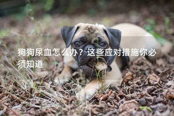 狗狗尿血怎么办？这些应对措施你必须知道