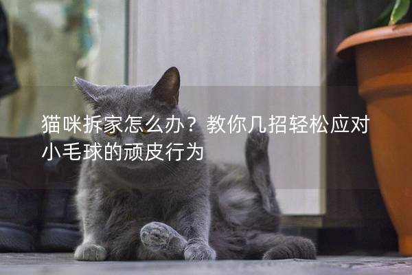 猫咪拆家怎么办？教你几招轻松应对小毛球的顽皮行为