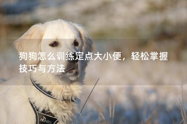 狗狗怎么训练定点大小便，轻松掌握技巧与方法