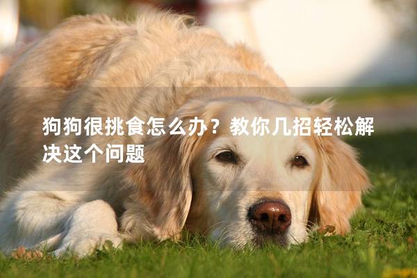 狗狗很挑食怎么办？教你几招轻松解决这个问题