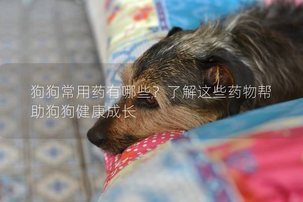 狗狗常用药有哪些？了解这些药物帮助狗狗健康成长
