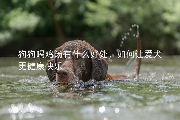 狗狗喝鸡汤有什么好处，如何让爱犬更健康快乐