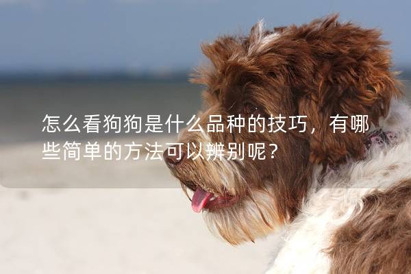 怎么看狗狗是什么品种的技巧，有哪些简单的方法可以辨别呢？