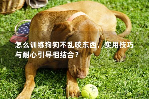 怎么训练狗狗不乱咬东西，实用技巧与耐心引导相结合？