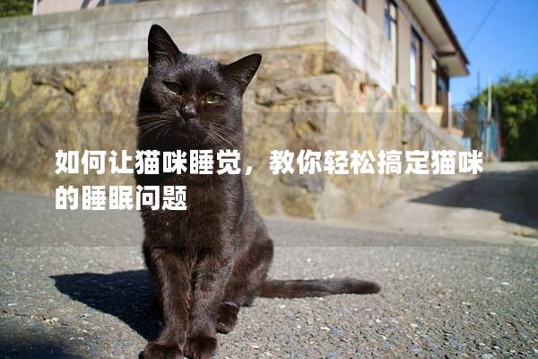 如何让猫咪睡觉，教你轻松搞定猫咪的睡眠问题