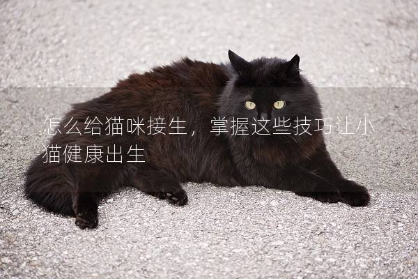 怎么给猫咪接生，掌握这些技巧让小猫健康出生