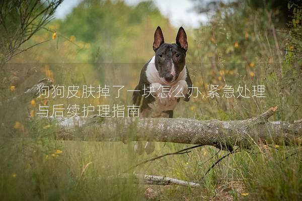 狗狗皮肤掉了一块怎么办,紧急处理与后续护理指南