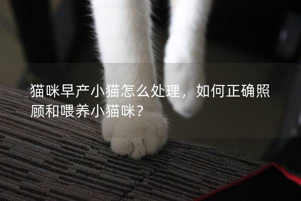 猫咪早产小猫怎么处理，如何正确照顾和喂养小猫咪？