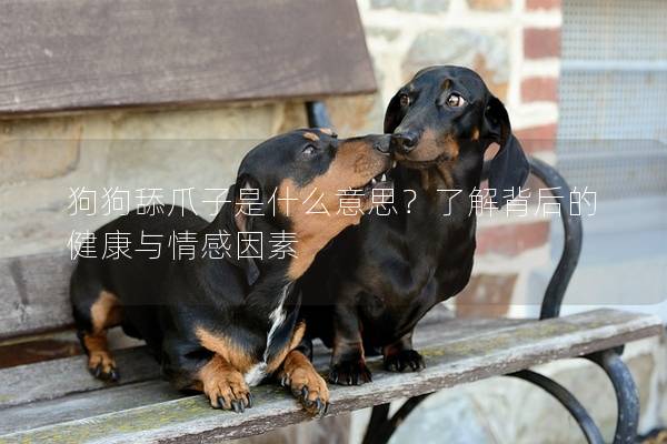 狗狗舔爪子是什么意思？了解背后的健康与情感因素