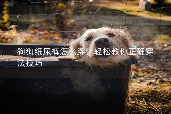 狗狗纸尿裤怎么穿，轻松教你正确穿法技巧