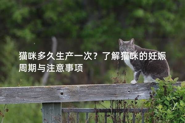 猫咪多久生产一次？了解猫咪的妊娠周期与注意事项
