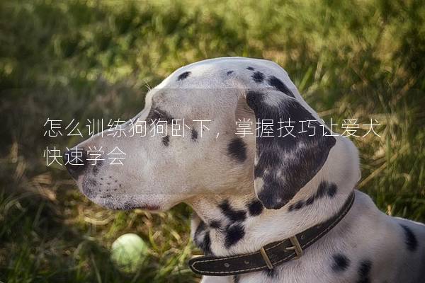 怎么训练狗狗卧下，掌握技巧让爱犬快速学会