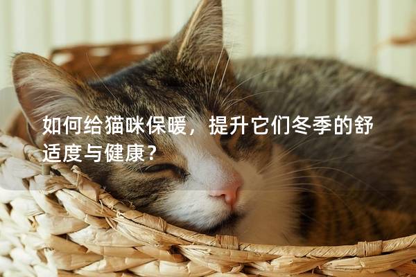 如何给猫咪保暖，提升它们冬季的舒适度与健康？