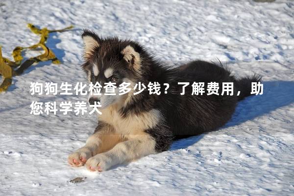 狗狗生化检查多少钱？了解费用，助您科学养犬