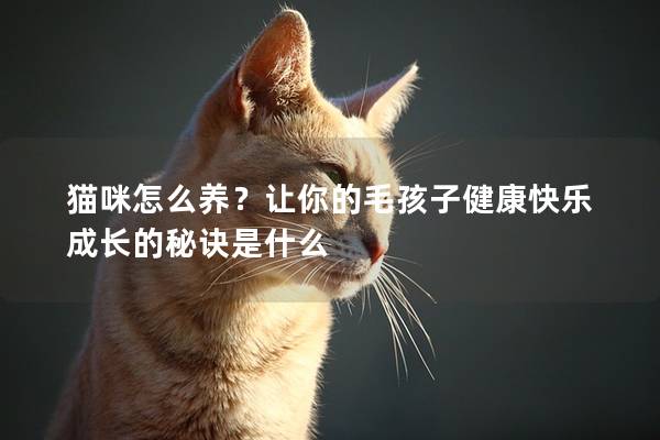 猫咪怎么养？让你的毛孩子健康快乐成长的秘诀是什么