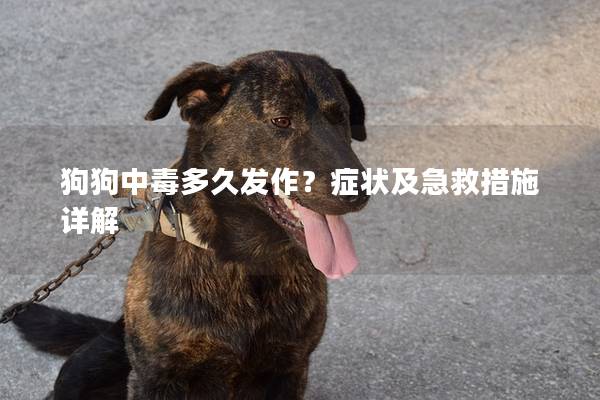 狗狗中毒多久发作？症状及急救措施详解