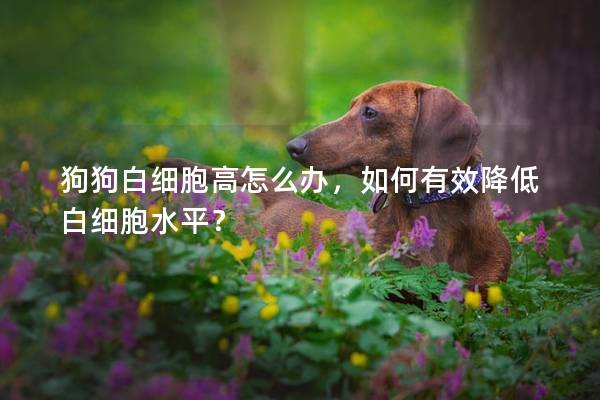 狗狗白细胞高怎么办，如何有效降低白细胞水平？