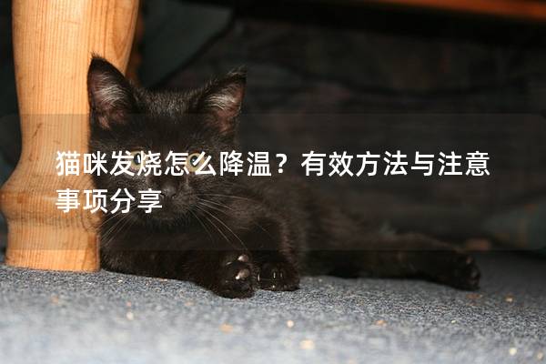 猫咪发烧怎么降温？有效方法与注意事项分享