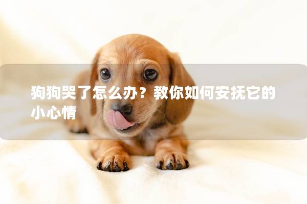 狗狗哭了怎么办？教你如何安抚它的小心情
