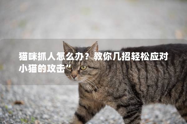 猫咪抓人怎么办？教你几招轻松应对小猫的攻击”