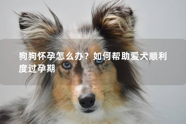 狗狗怀孕怎么办？如何帮助爱犬顺利度过孕期