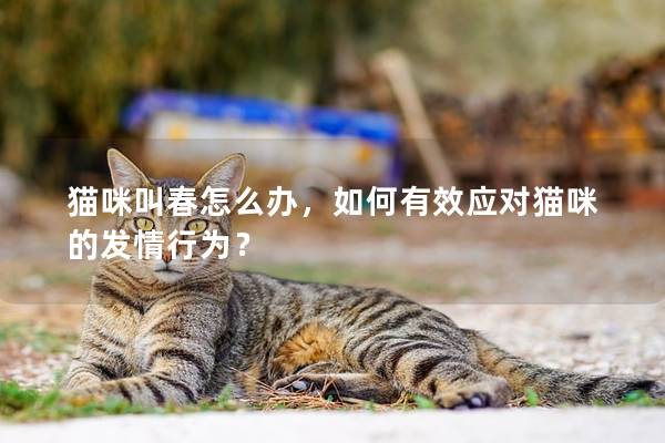 猫咪叫春怎么办，如何有效应对猫咪的发情行为？