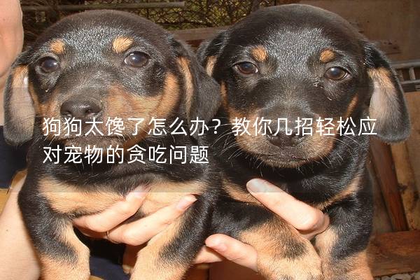 狗狗太馋了怎么办？教你几招轻松应对宠物的贪吃问题