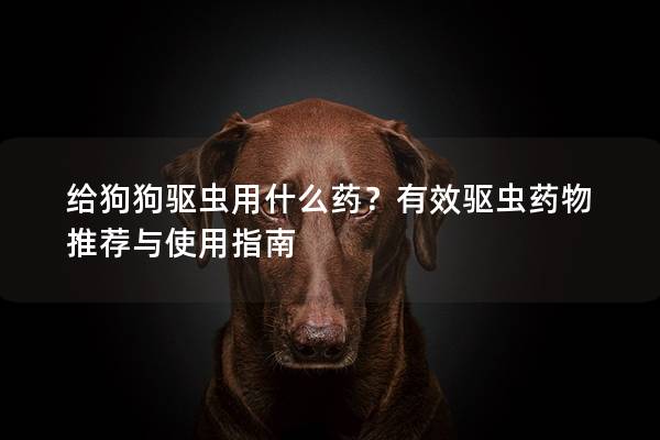 给狗狗驱虫用什么药？有效驱虫药物推荐与使用指南