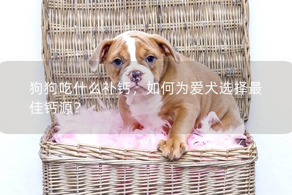 狗狗吃什么补钙，如何为爱犬选择最佳钙源？