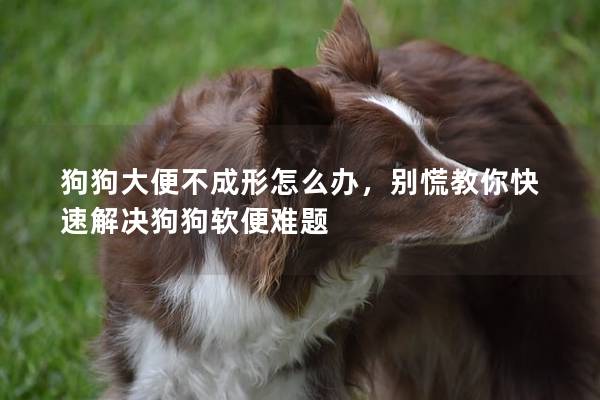 狗狗大便不成形怎么办，别慌教你快速解决狗狗软便难题