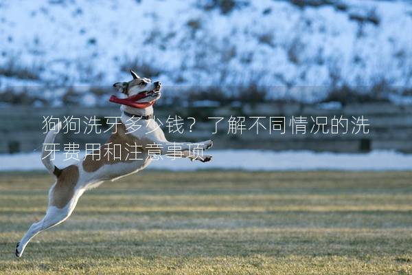 狗狗洗牙多少钱？了解不同情况的洗牙费用和注意事项