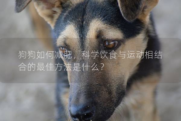 狗狗如何减肥，科学饮食与运动相结合的最佳方法是什么？