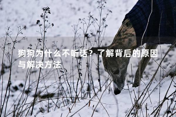 狗狗为什么不听话？了解背后的原因与解决方法