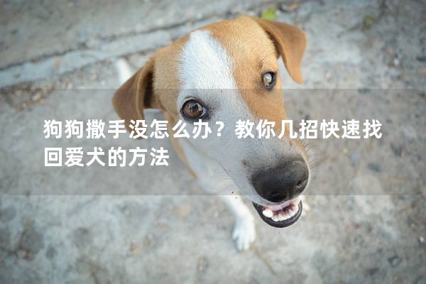 狗狗撒手没怎么办？教你几招快速找回爱犬的方法