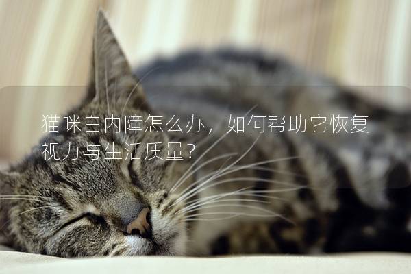 猫咪白内障怎么办，如何帮助它恢复视力与生活质量？