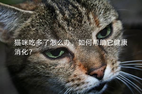 猫咪吃多了怎么办，如何帮助它健康消化？