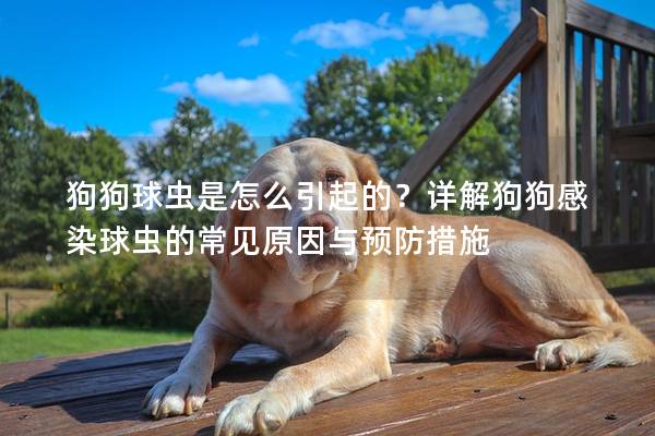 狗狗球虫是怎么引起的？详解狗狗感染球虫的常见原因与预防措施