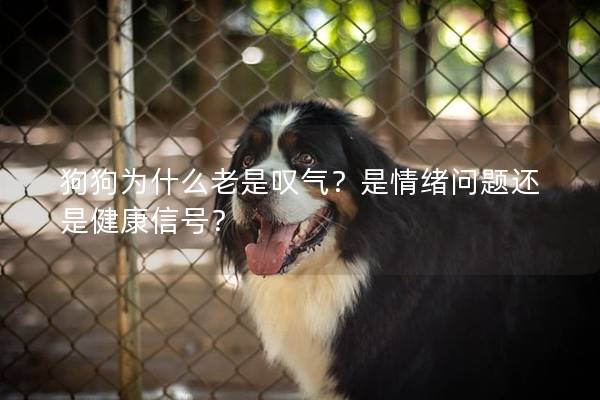 狗狗为什么老是叹气？是情绪问题还是健康信号？