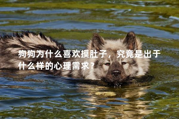 狗狗为什么喜欢摸肚子，究竟是出于什么样的心理需求？