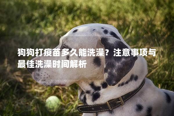 狗狗打疫苗多久能洗澡？注意事项与最佳洗澡时间解析