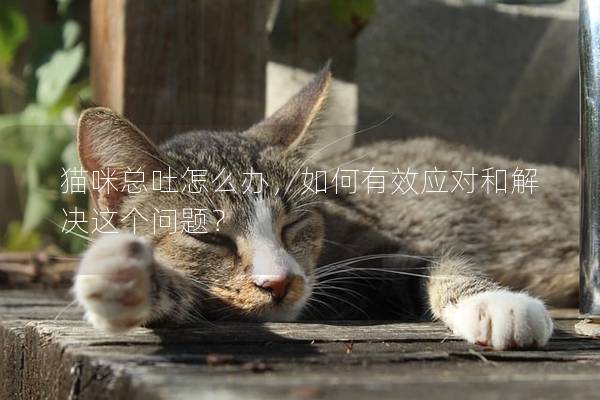 猫咪总吐怎么办，如何有效应对和解决这个问题？
