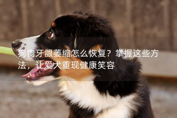 狗狗牙龈萎缩怎么恢复？掌握这些方法，让爱犬重现健康笑容